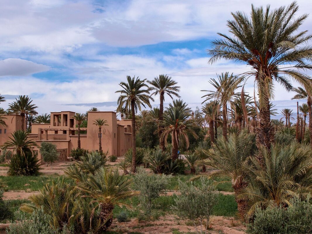 Skoura Palmen
